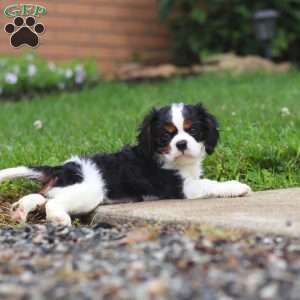 Nash, Cavalier King Charles Spaniel Puppy